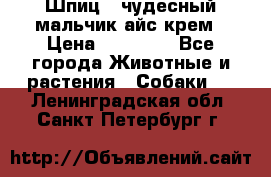 Шпиц - чудесный мальчик айс-крем › Цена ­ 20 000 - Все города Животные и растения » Собаки   . Ленинградская обл.,Санкт-Петербург г.